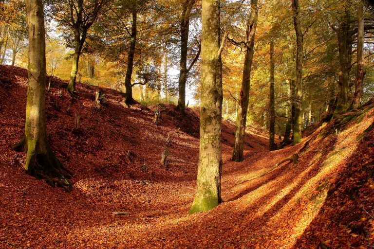 DIG 51 Woodbury Castle KW 768x512