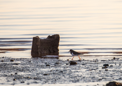 Turnstone bird on Exmouth estuary mudflat