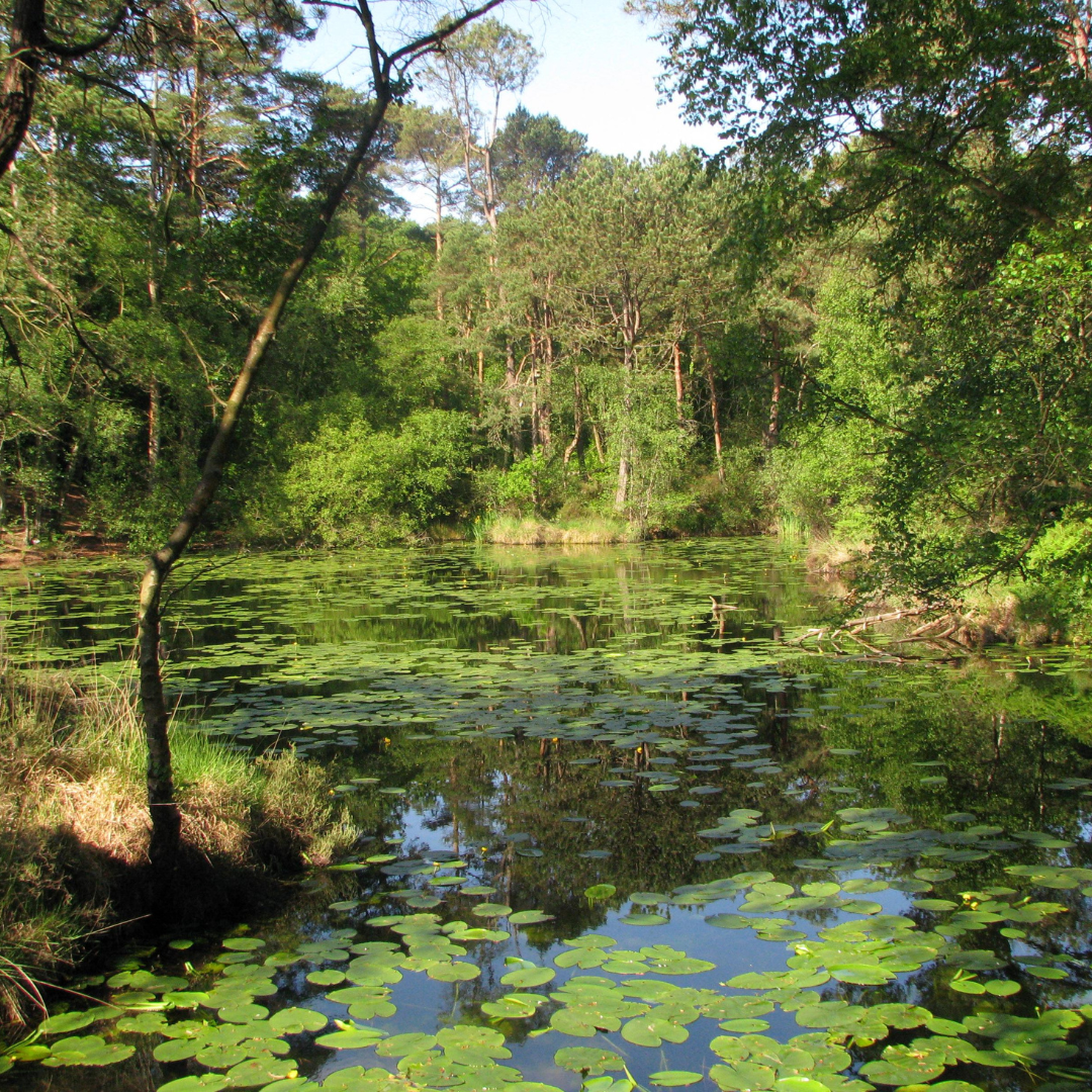 1 View of trees, water lily pads and large conservation pond in summer