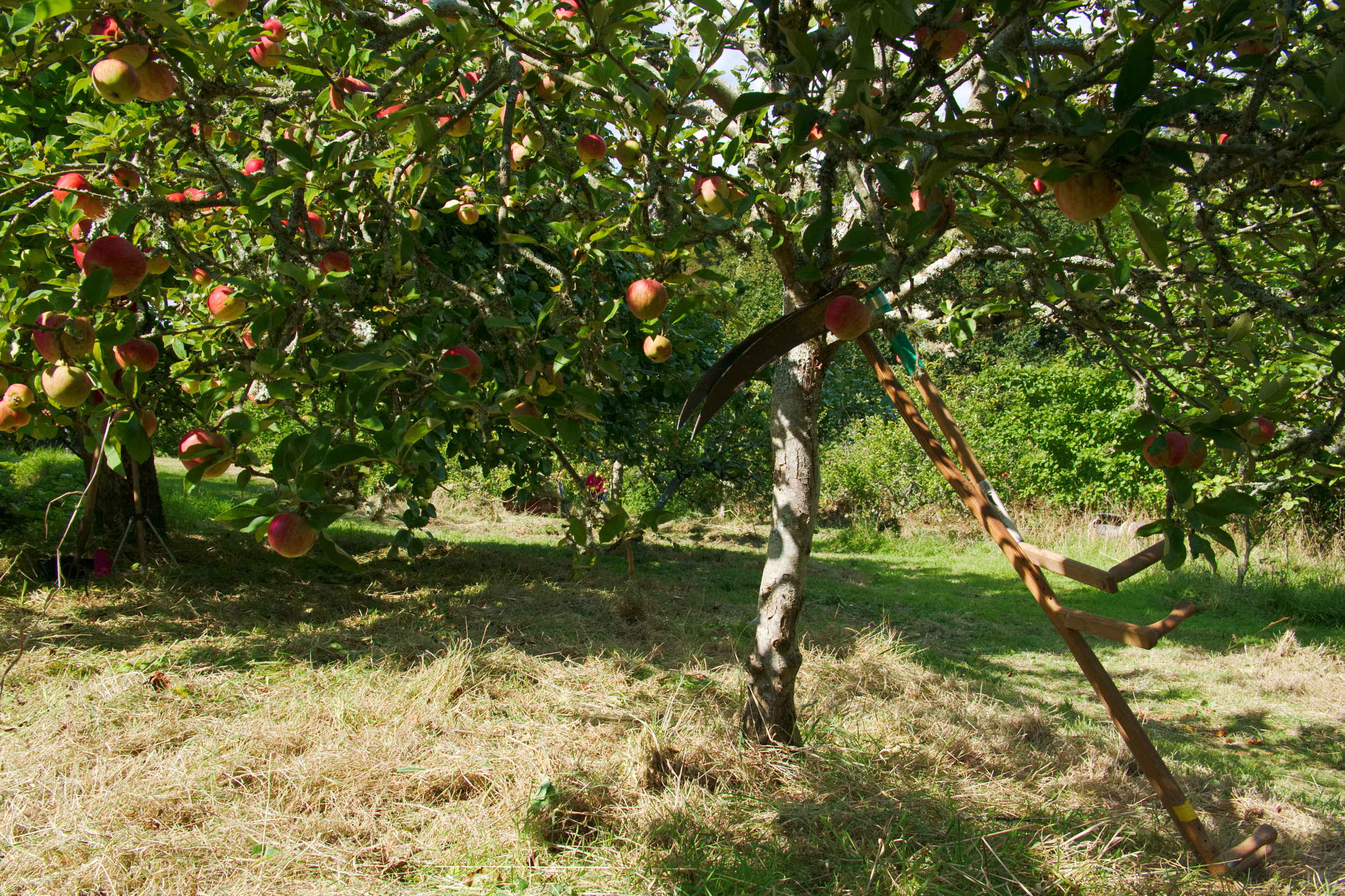 branscombe orchard