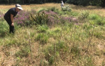 Heath Lobelia Champions Celebrate Achievements for Rare Wildflower