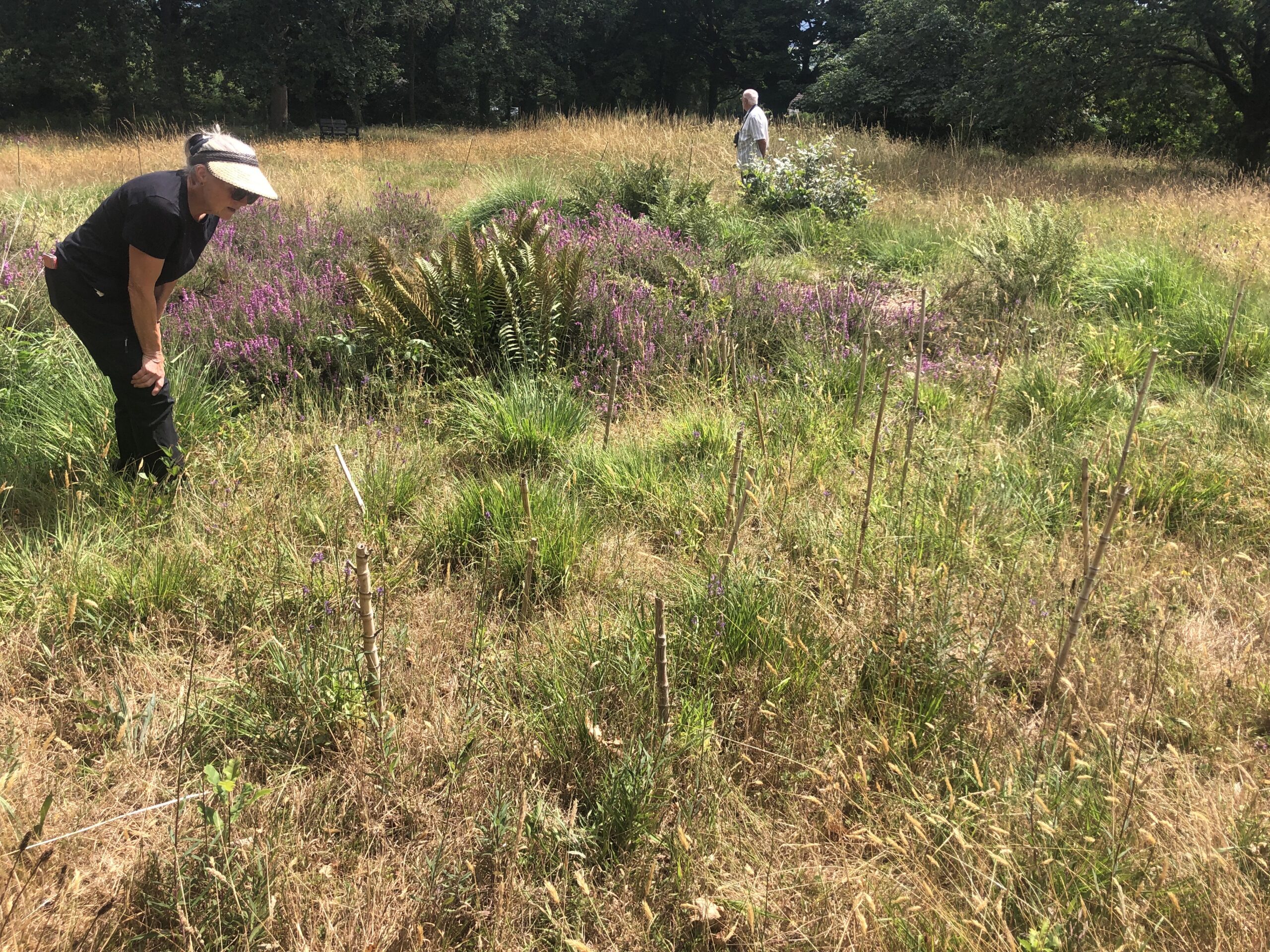 Heath Lobelia Volunteers Counting the Rare Wildflower Heath Lobelia Volunteers Counting the Rare Wildflower