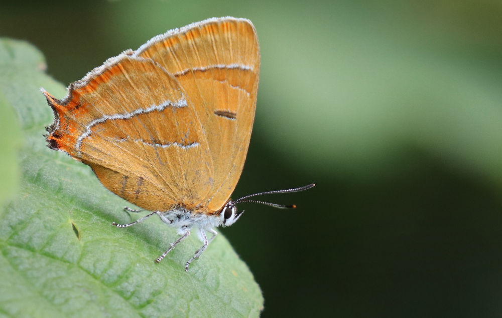 Brown Hairstreak