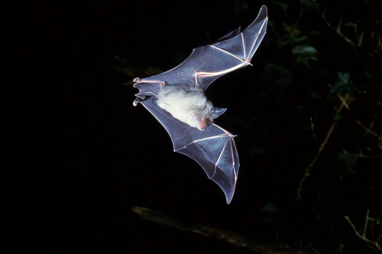 Bat in flight