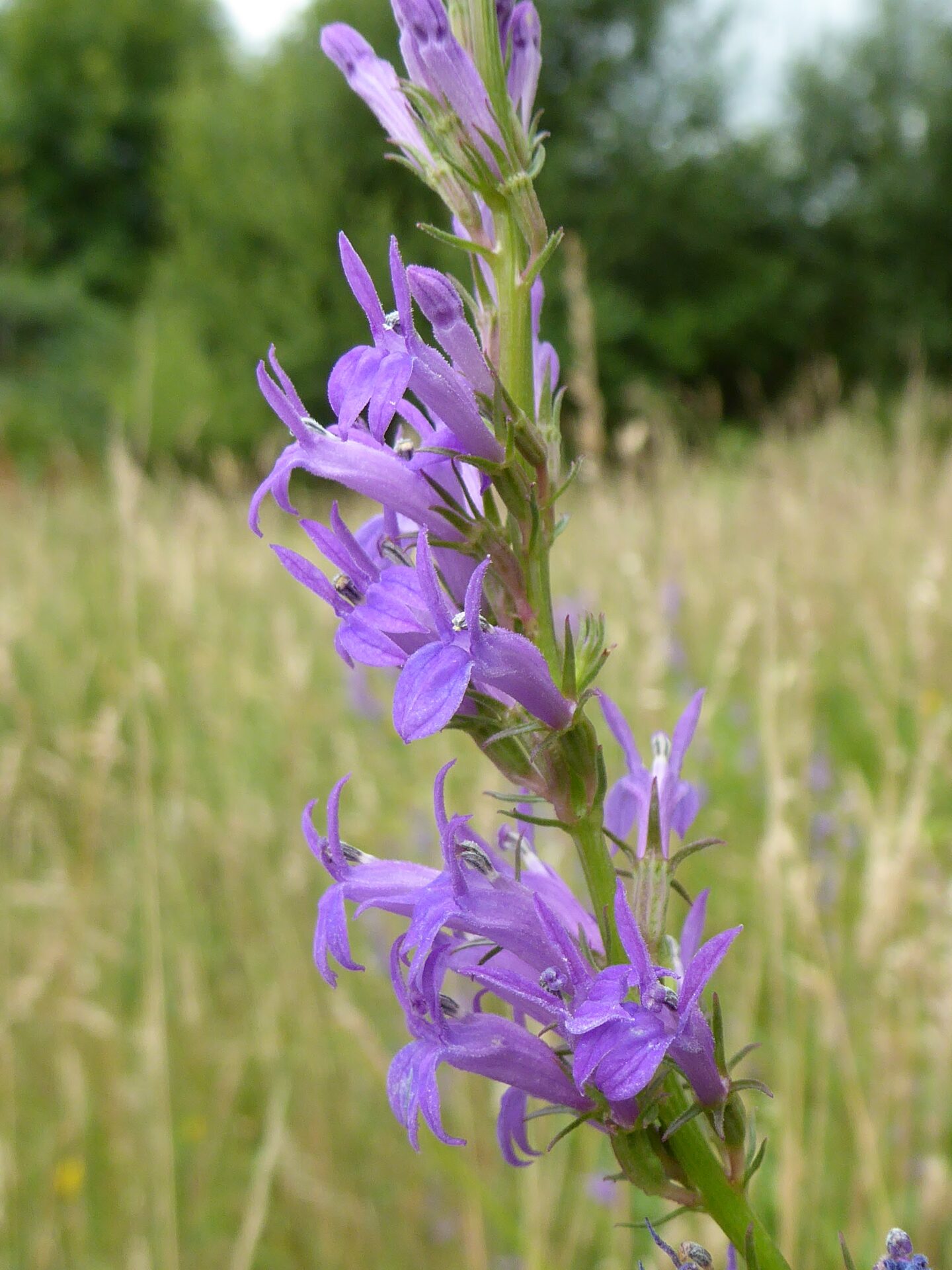 Heath Lobelia Champions Celebrate Achievements for Rare Wildflower