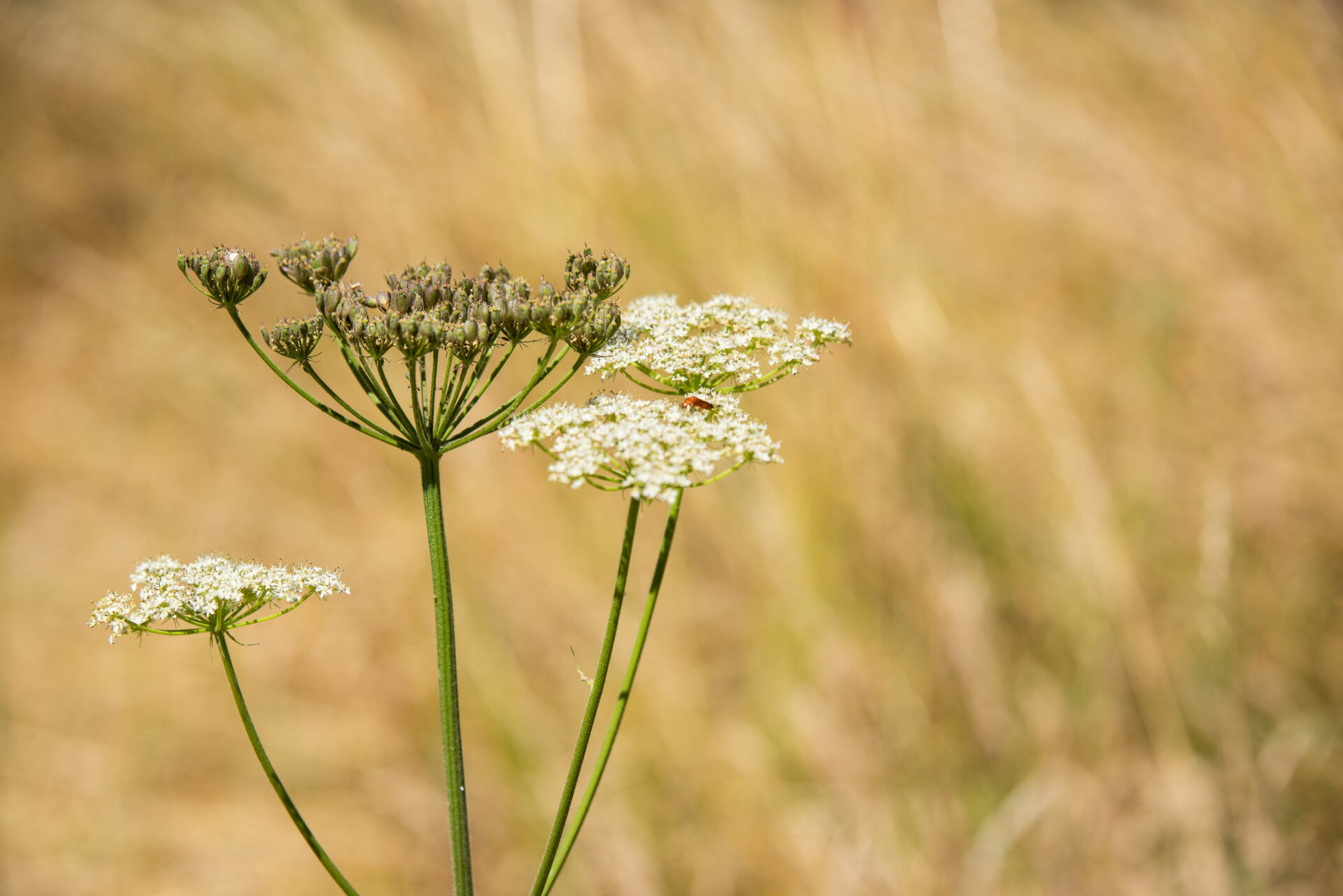 Whitford to East Devon Way: EDW Link Route