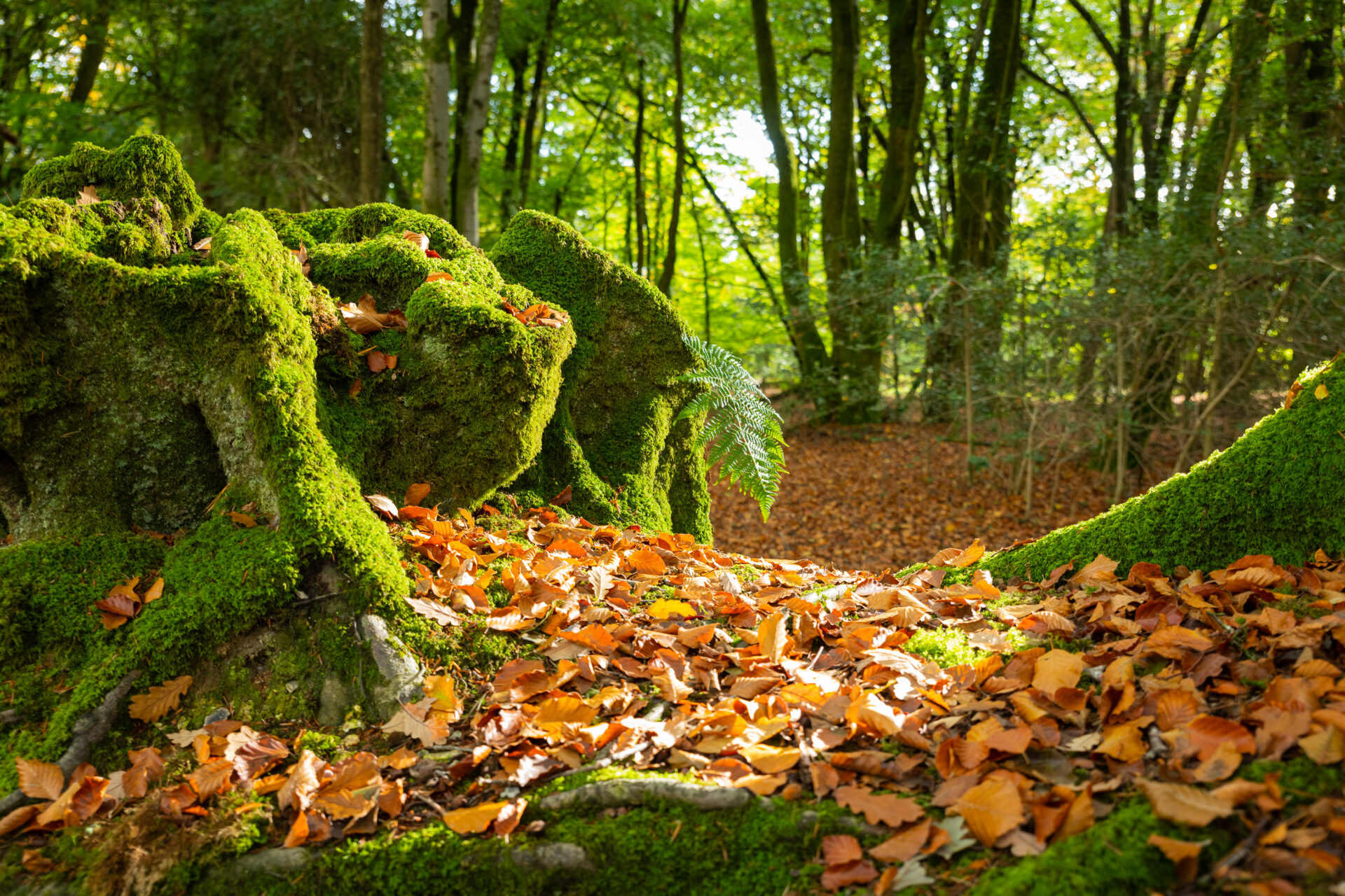 Axmouth to Lyme Regis Undercliffs