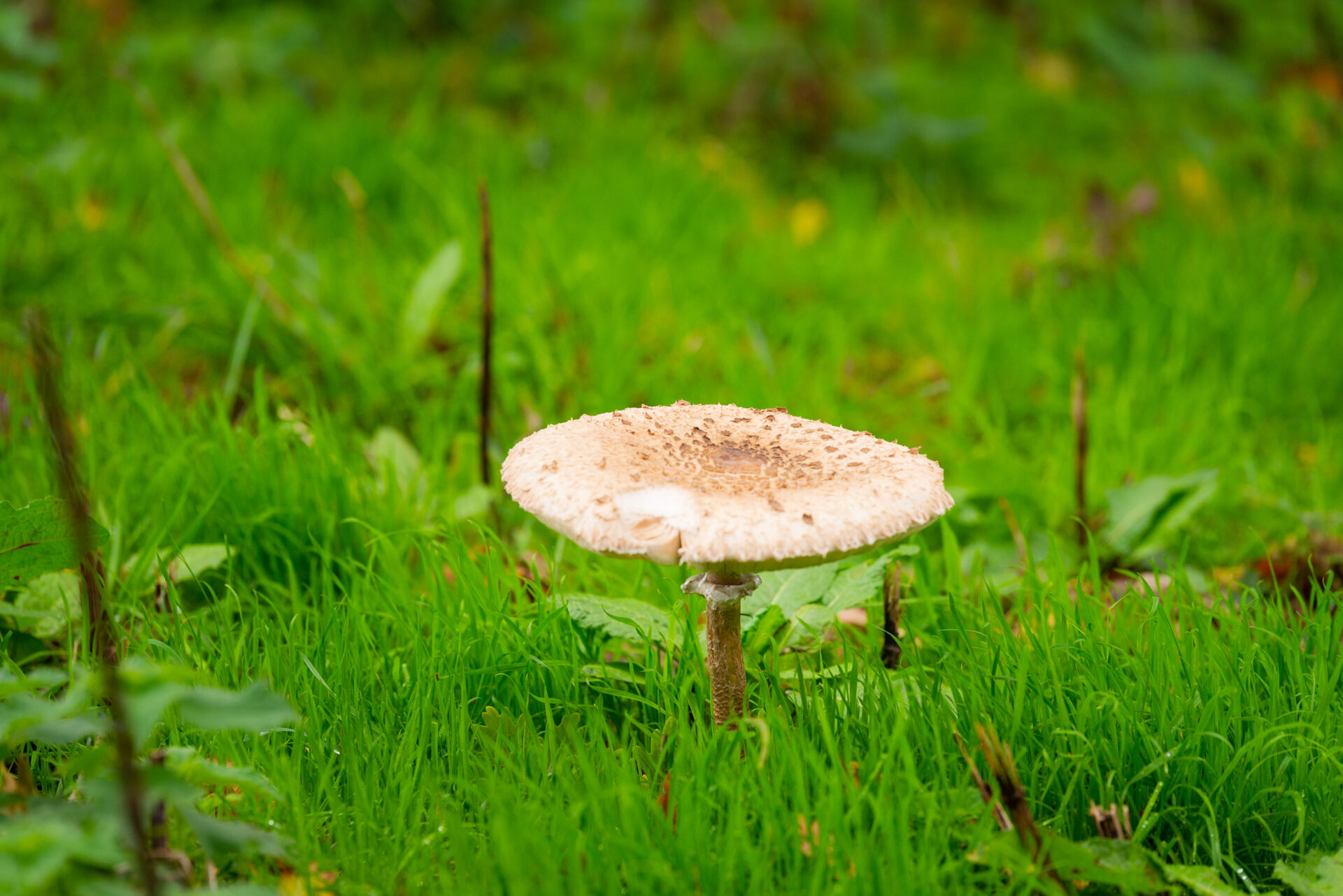 A close up of mushroom in grass field