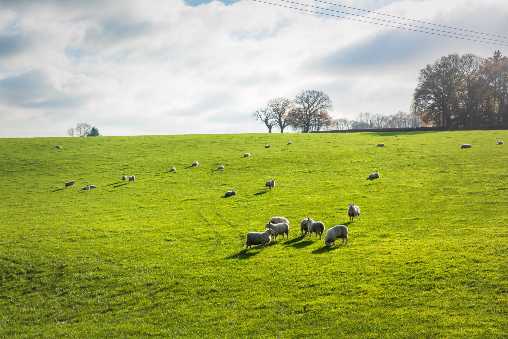 Sheep on green hill during a winter with blue skies