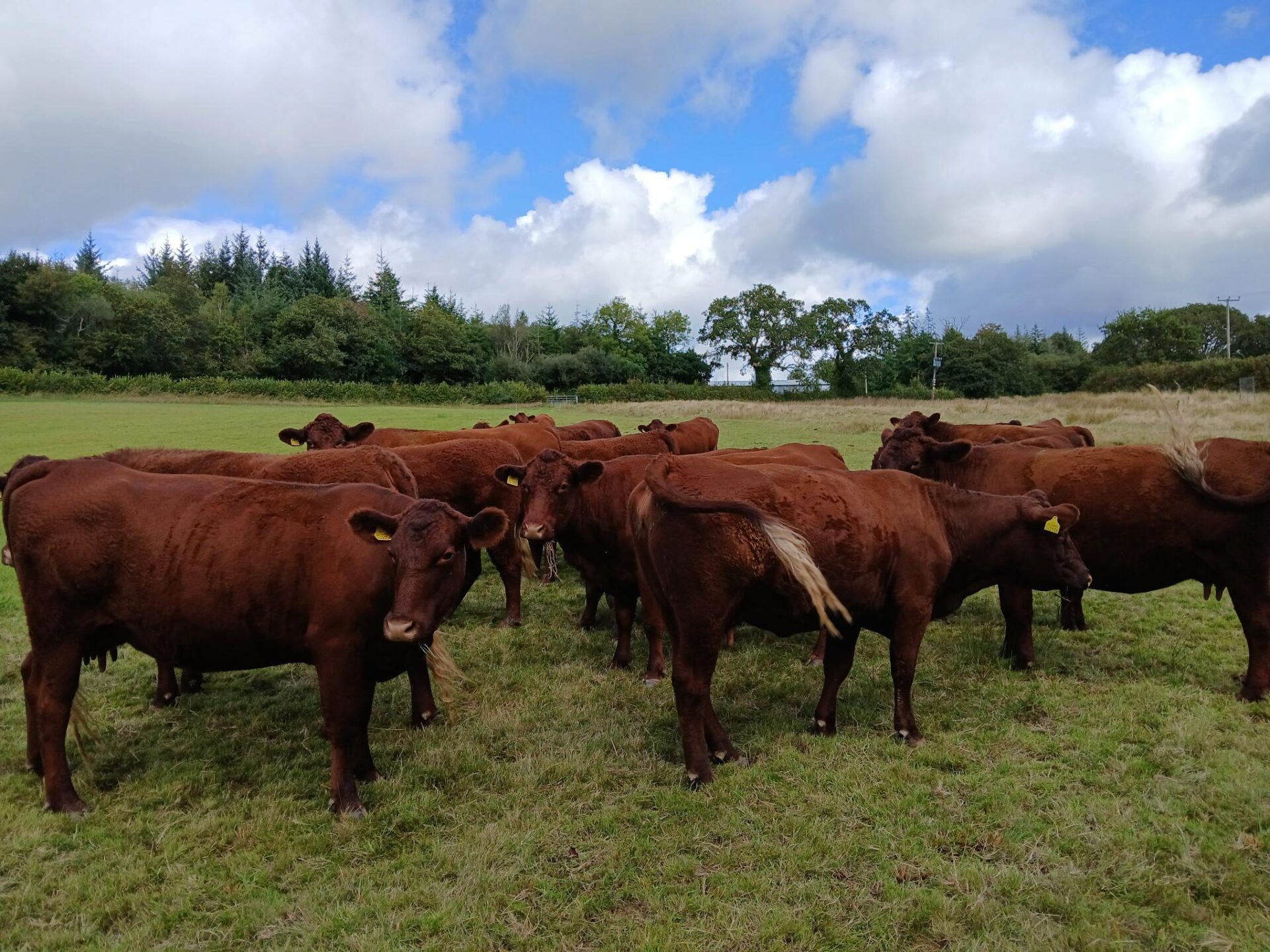 Herd of Devon Reds in field