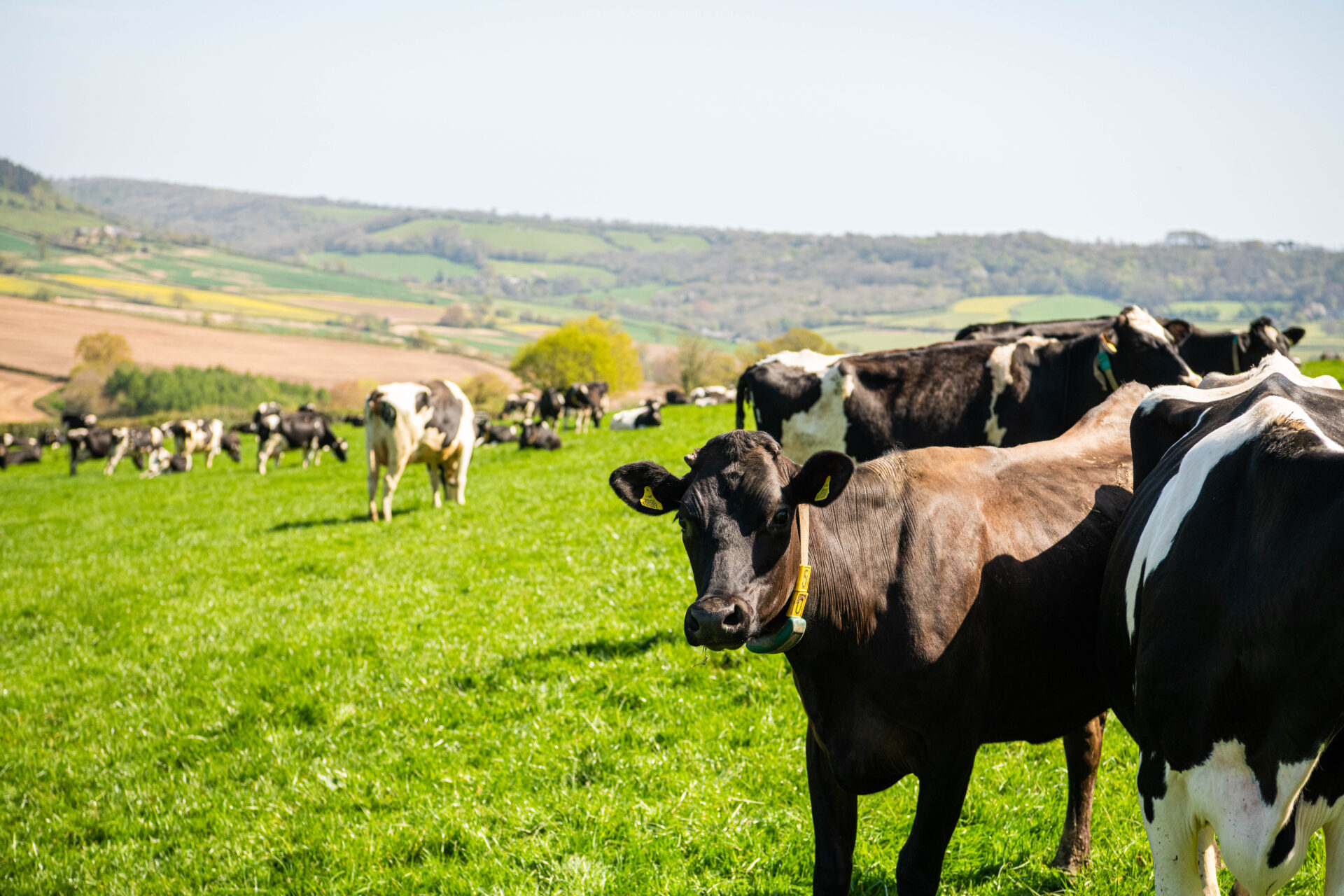 A herd of cows in field on sunny day