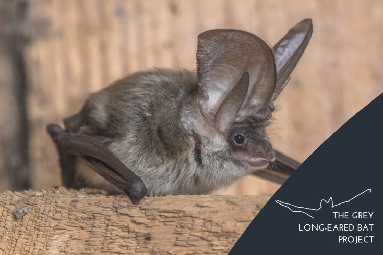 Grey Long Eared Bat