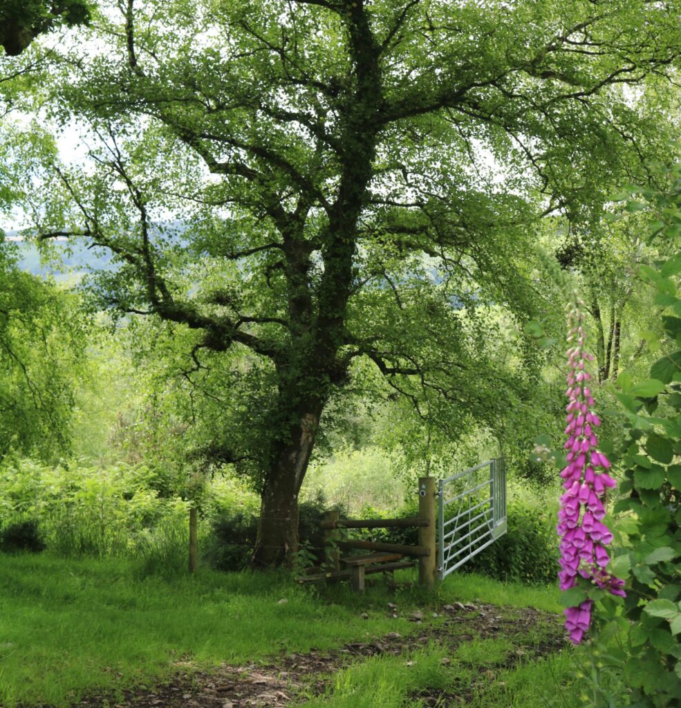 gateway in field with purple foxglove in foreground