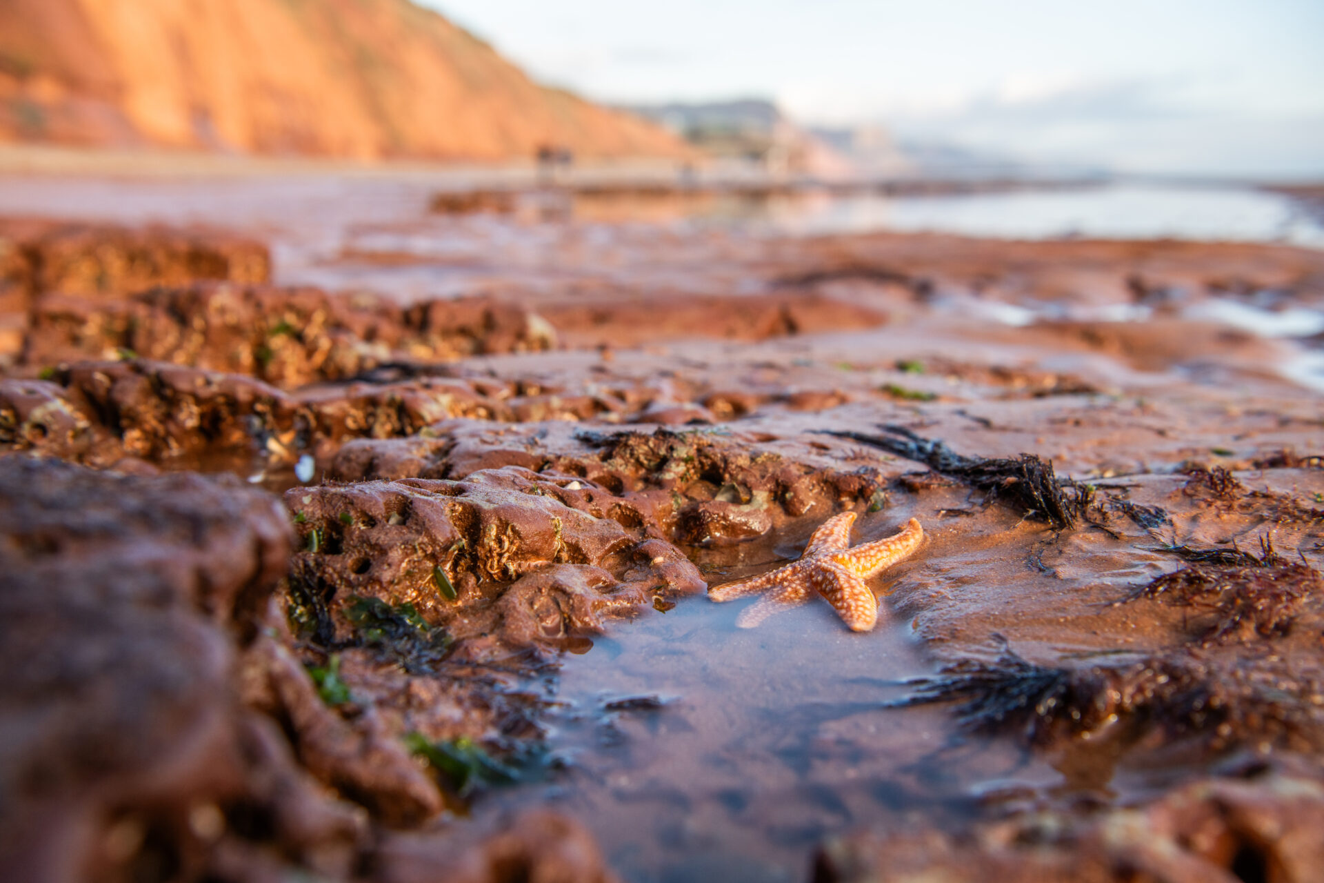 Invitation to Tender: Native Oyster (Ostrea edulis) Reintroduction Feasibility Study