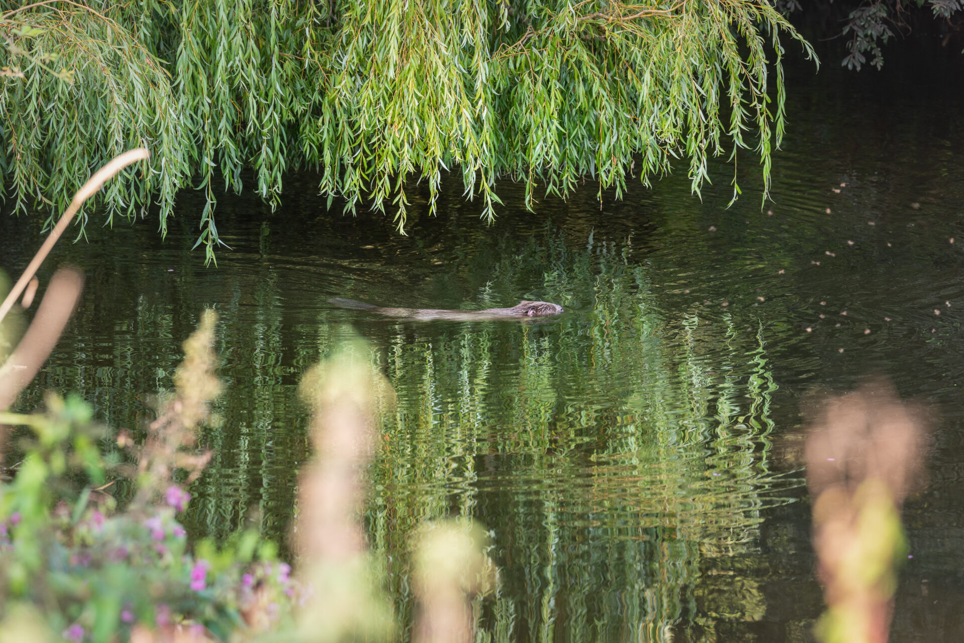 EDNL Case Study: Riparian Mammals