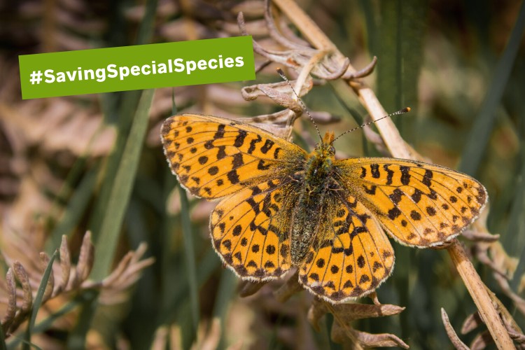 Pearl bordered fritillary with wings open