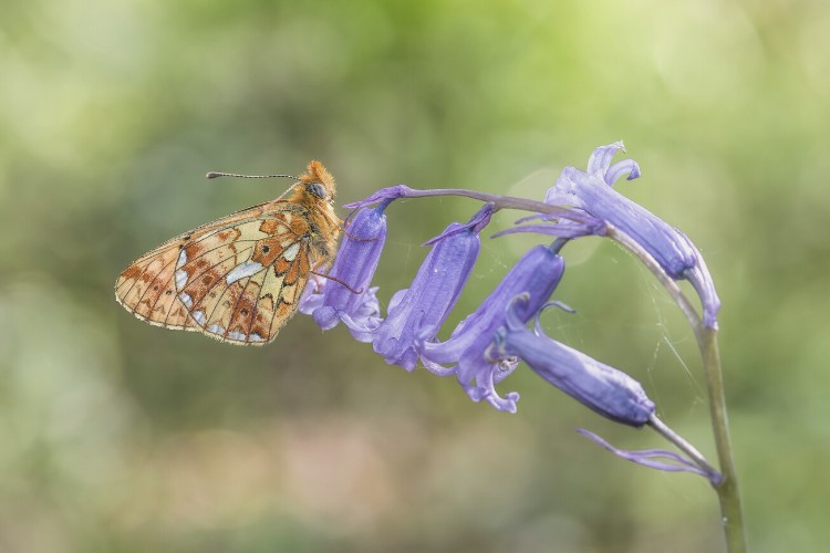 Pearl Bordered Fritillary