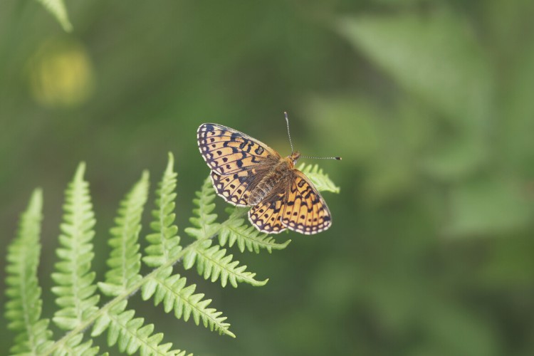 Small Peal Bordered Fritallary