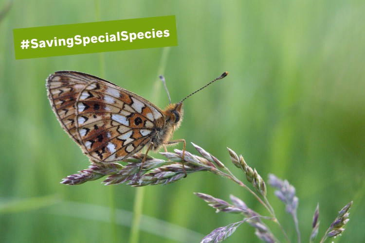 Small pearl bordered fritillary with wings shit