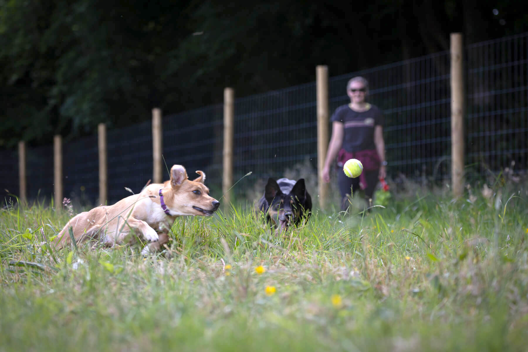 FiPL case study: South Combe Farm