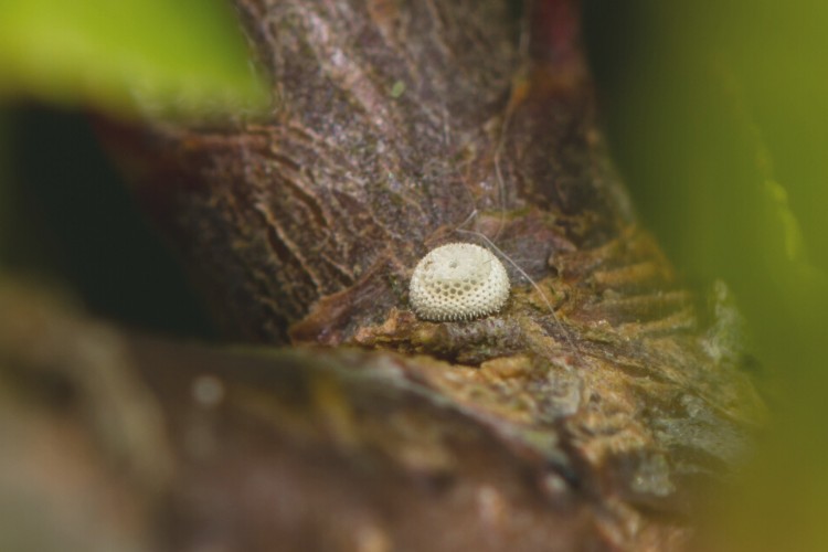 brown hairstreak eggs which are white and small