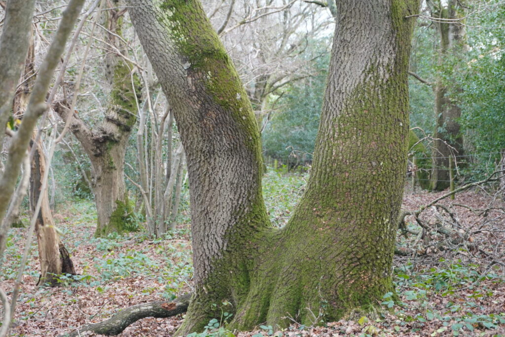 trunks of tree separating from ground