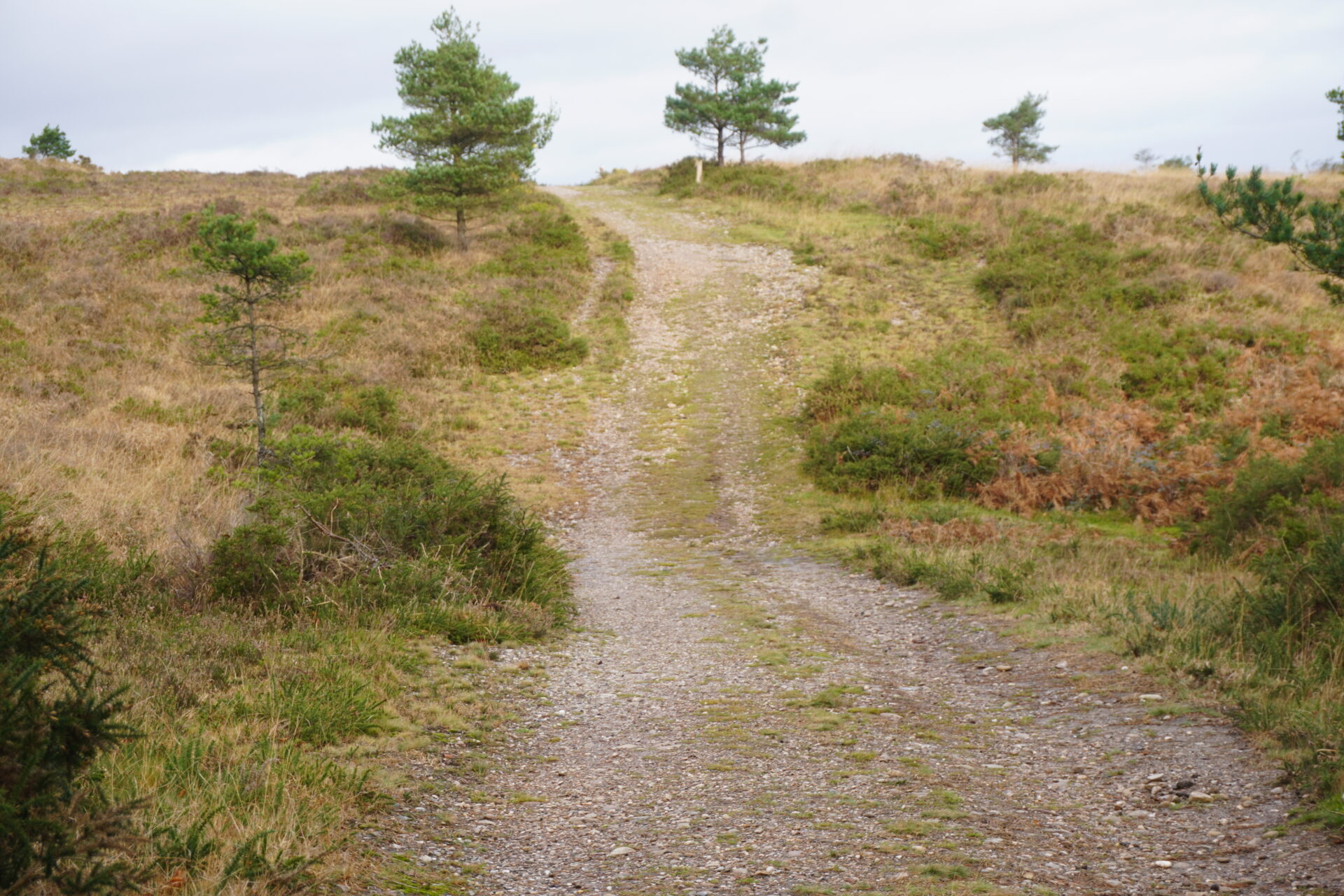 Aylesbeare Common Circular 3