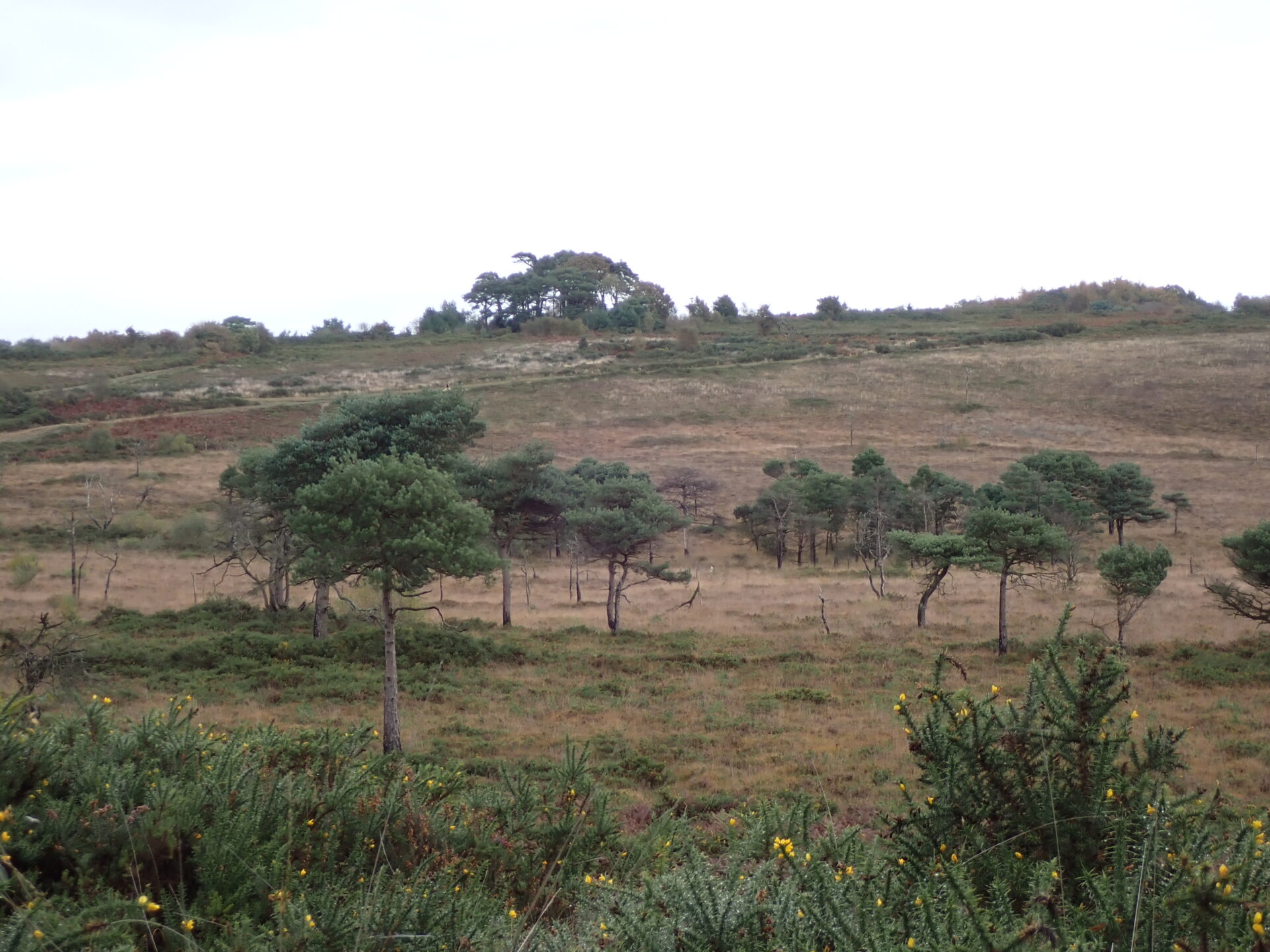 Woodbury Common Circular Walk 1