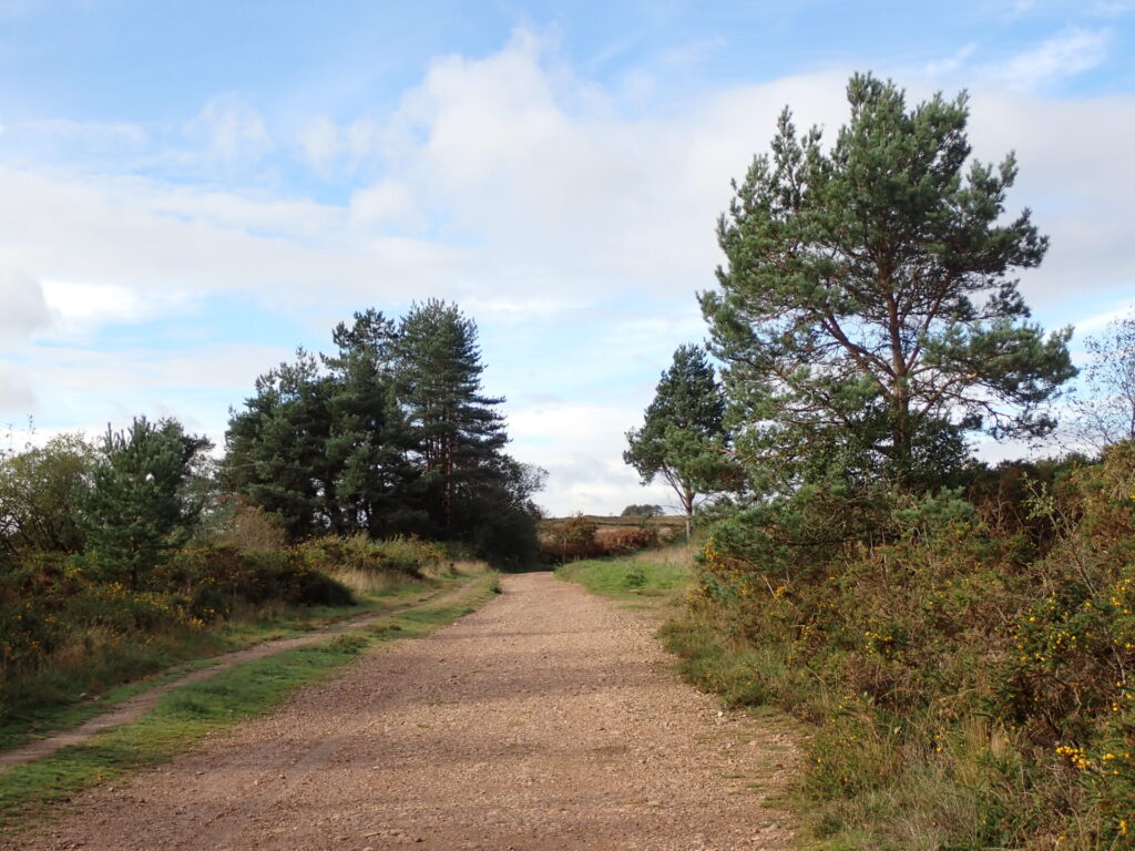 a graveled path lined by trees in heathland