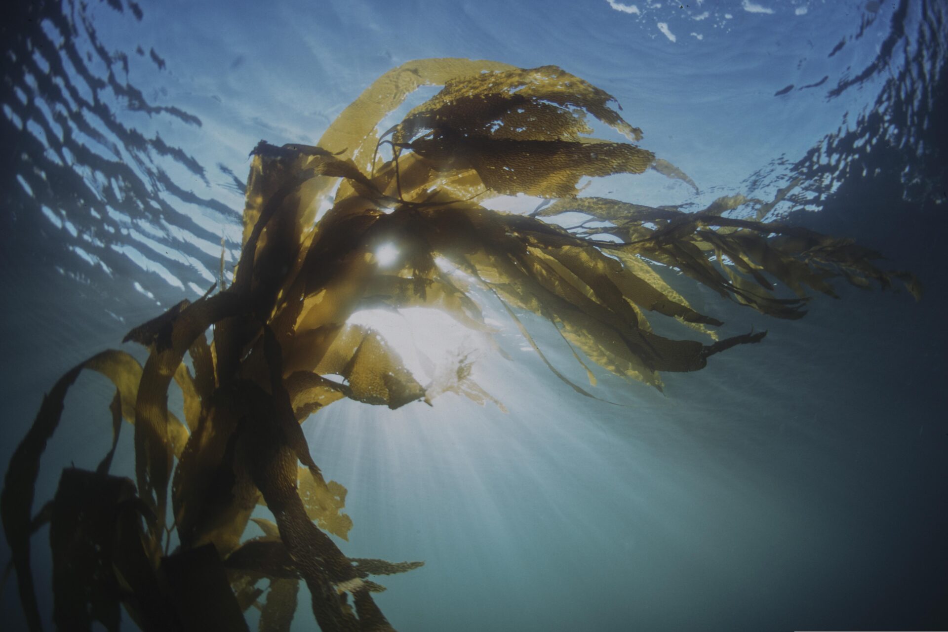 Invitation to Tender: Blue Carbon Habitats off the East Devon Coast